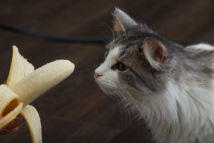 Gatto che osserva curiosamente una banana