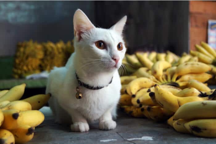 Gatto in mezzo a un casco di banane, una scena bizzarra