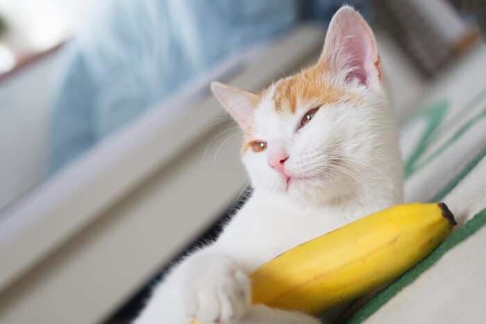 benefici della banana per i gatti