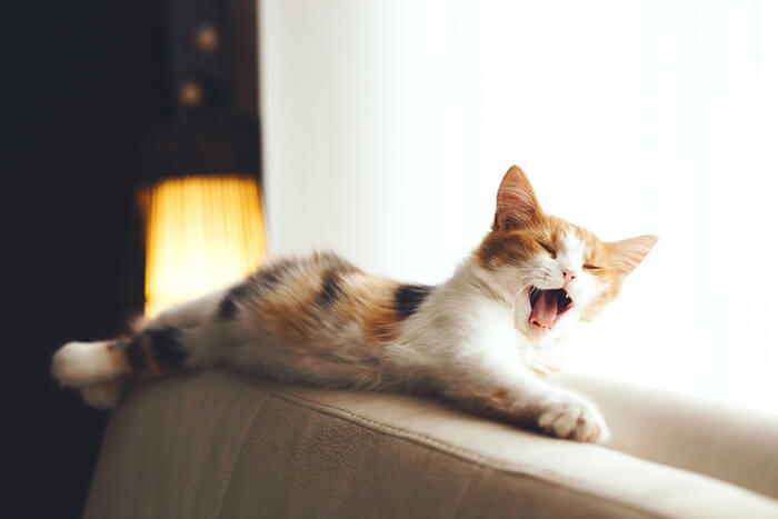 Immagine accattivante di un gatto che sbadiglia mentre è sdraiato su un divano, catturando un momento spontaneo che mette in mostra il relax felino e l'adorabile espressione di un ampio sbadiglio.