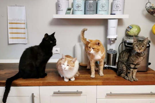 5 Semplici consigli per tenere i gatti lontani dai banconi