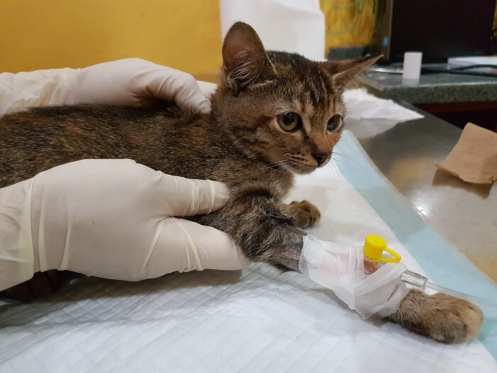 Trattamento del cancro polmonare nei gatti