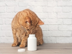 Image featuring Clavamox medication for cats.