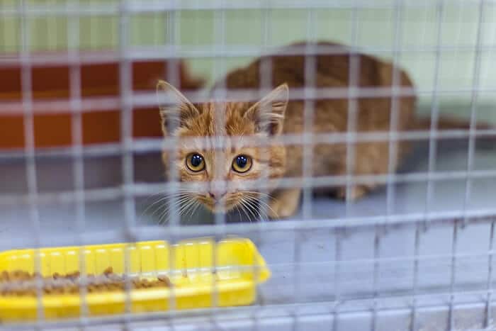 gatto spaventato dentro una gabbia per gatti