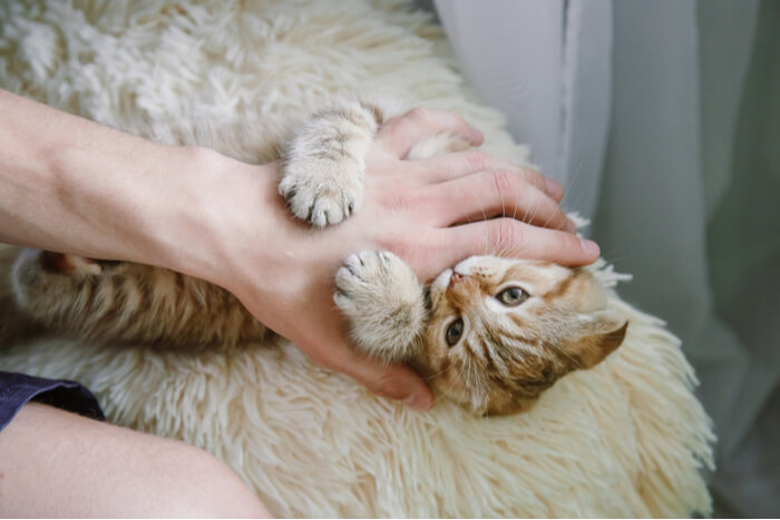 Un'immagine accattivante di un gattino che gioca con una mano umana, che mette in mostra la sua esuberanza giovanile e l'affascinante interazione tra il piccolo felino e il suo compagno umano.