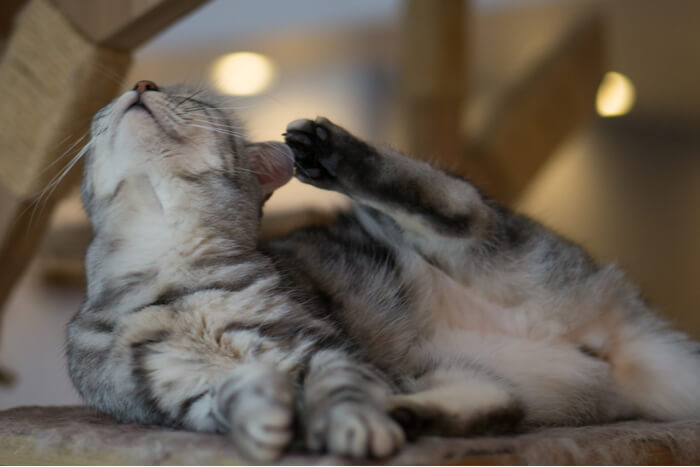 Gli allergeni più comuni nei gatti