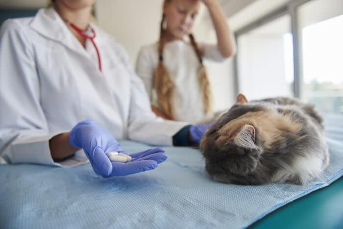 Immagine che ritrae un veterinario che discute della prescrizione di Clavamox per un gatto.