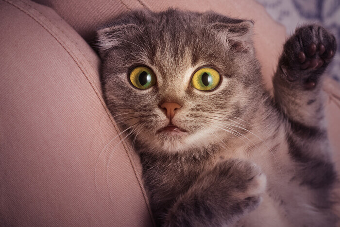 Un'immagine accattivante che ritrae un gattino Scottish Fold in una posa giocosa.