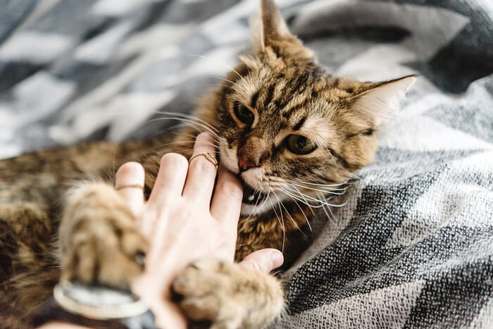 Un'immagine che suggerisce un comportamento da gatto che morde, suscitando potenzialmente curiosità sul motivo per cui i gatti potrebbero adottare tale comportamento nei confronti dei loro proprietari.