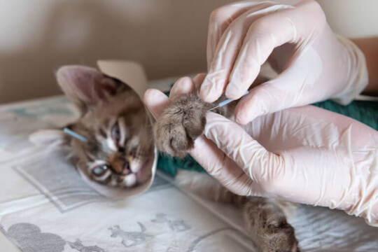 veterinario che esegue l'agopuntura sui gatti