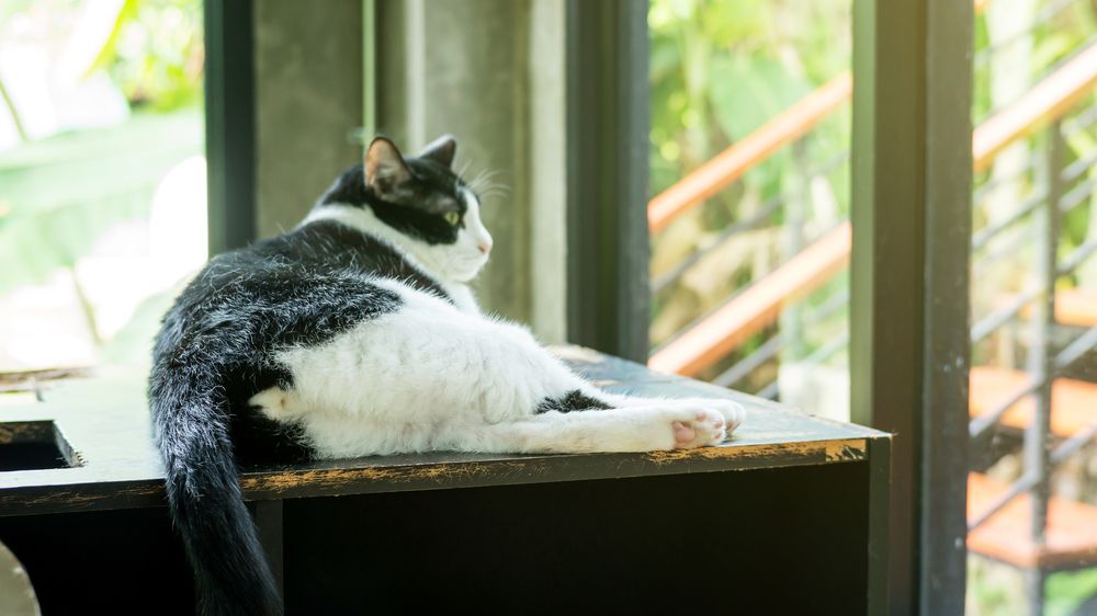 Un gatto bianco e nero che mette in risalto la classica colorazione di questo felino.