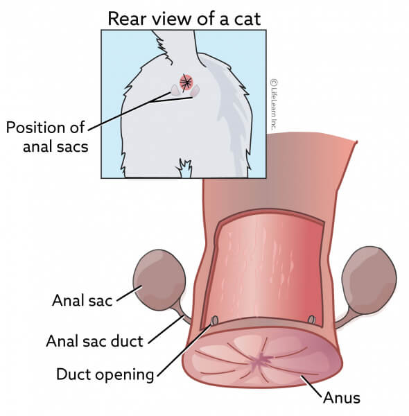 Un'immagine relativa alle sacche anali dei gatti, che illustra una parte dell'anatomia di un felino spesso associata alla marcatura del territorio con l'odore e a potenziali problemi di salute.