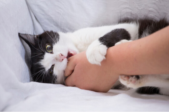 Un'immagine che cattura un momento giocoso di un gatto che morde un oggetto, evidenziando la sua naturale curiosità e il suo comportamento interattivo.