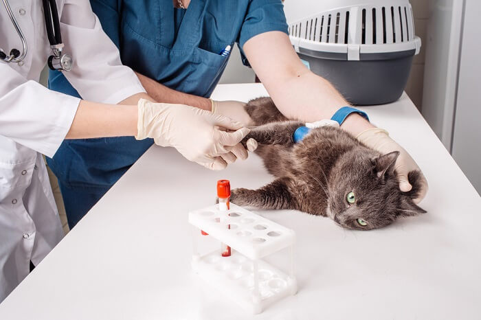 Gatto dal veterinario