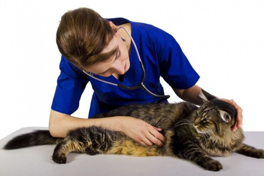 Veterinario con gatto soriano di grandi dimensioni