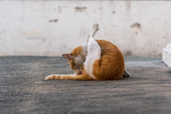 Gatto che lecca la zona delle ghiandole anali