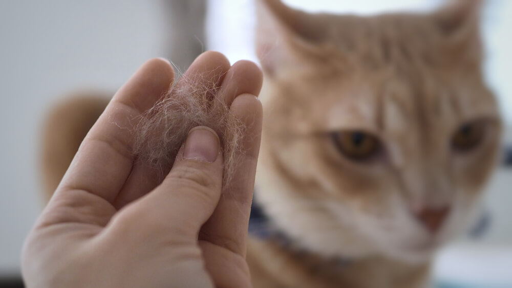 Il pelo del gatto sembra presentare piccole particelle squamose sparse ovunque, che indicano la presenza di forfora.