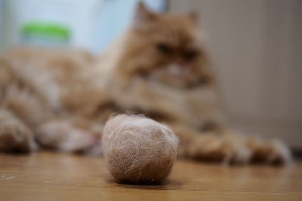 Gatto seduto vicino a una palla di pelo