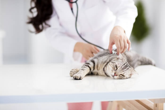 Un veterinario esamina un gatto con uno stetoscopio.