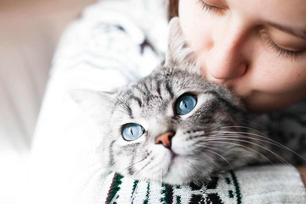 Rappresentazione artistica del percorso di vita di un gatto.