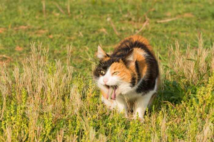 Immagine che illustra un gatto che vomita, come risposta naturale del corpo per espellere sostanze indesiderate o a causa di vari problemi di salute.