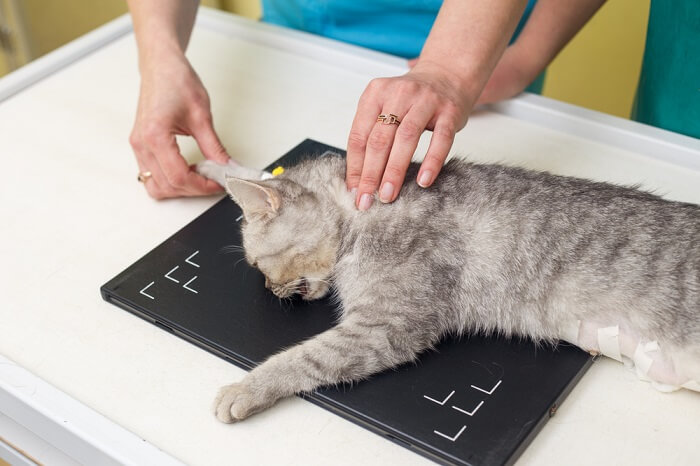 gatto esaminato da un veterinario