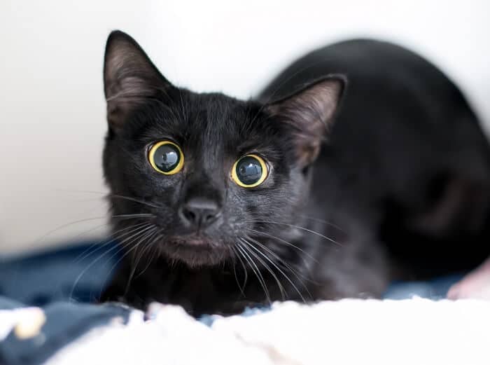 Primo piano di un gatto con un occhio dilatato, probabilmente sottoposto a visita veterinaria.