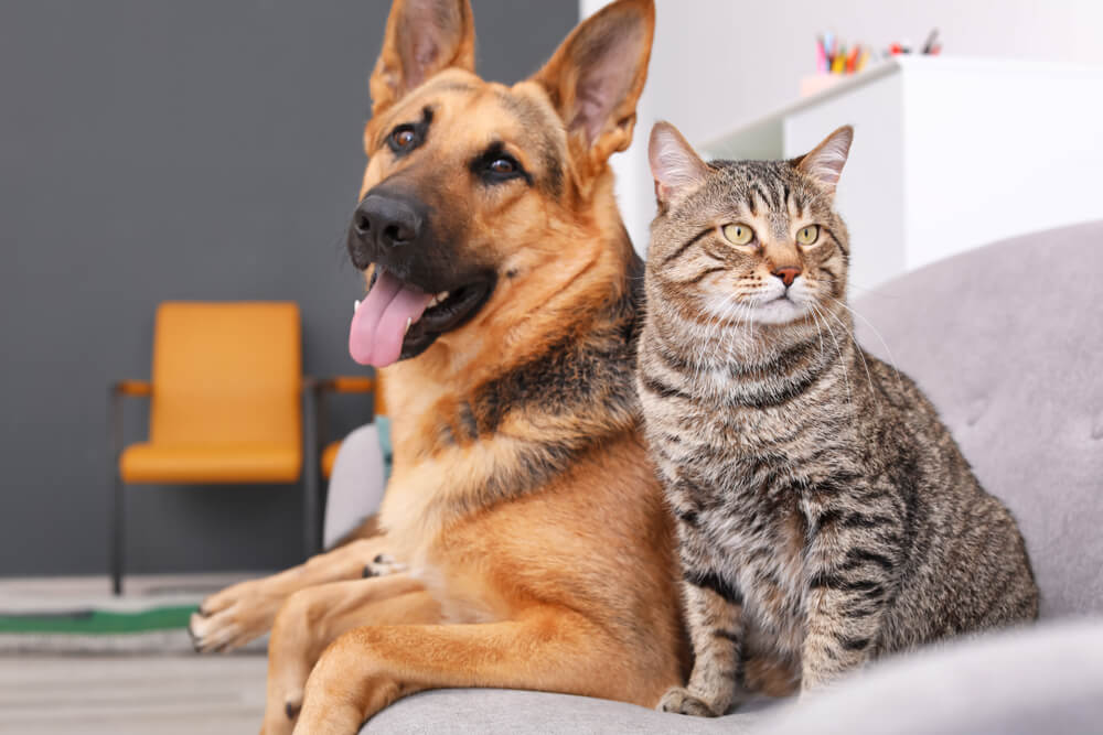 Un cane e un gatto insieme, che evidenziano l'interazione tra due diverse specie animali.