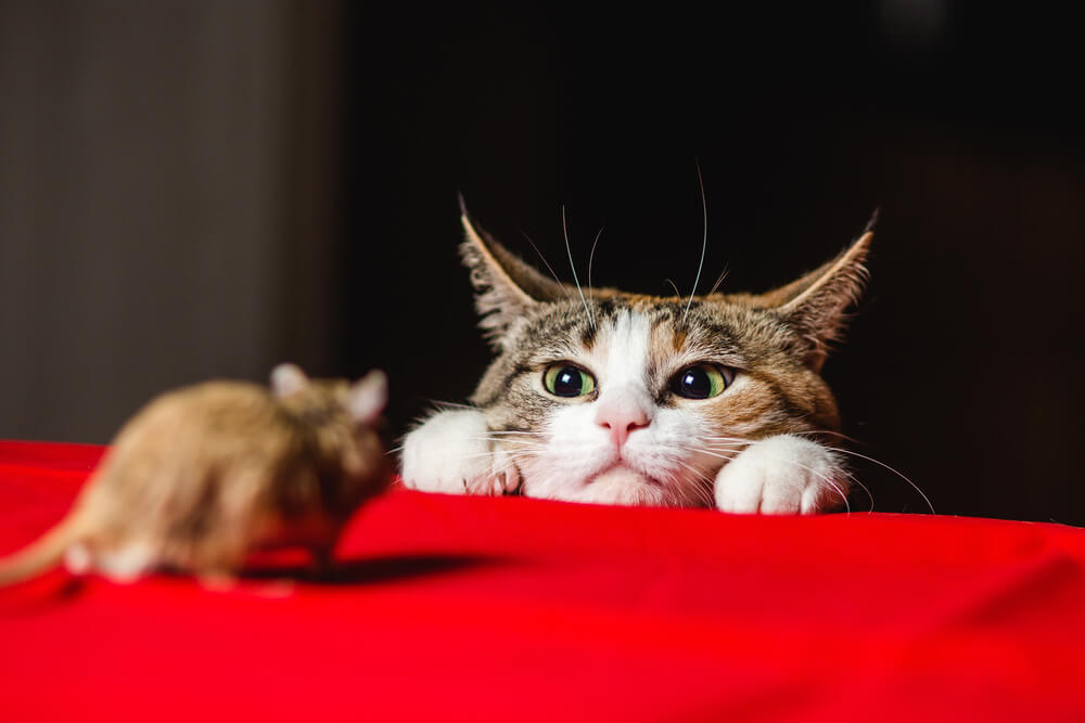 i gatti non smettono di voler cacciare dopo aver mangiato