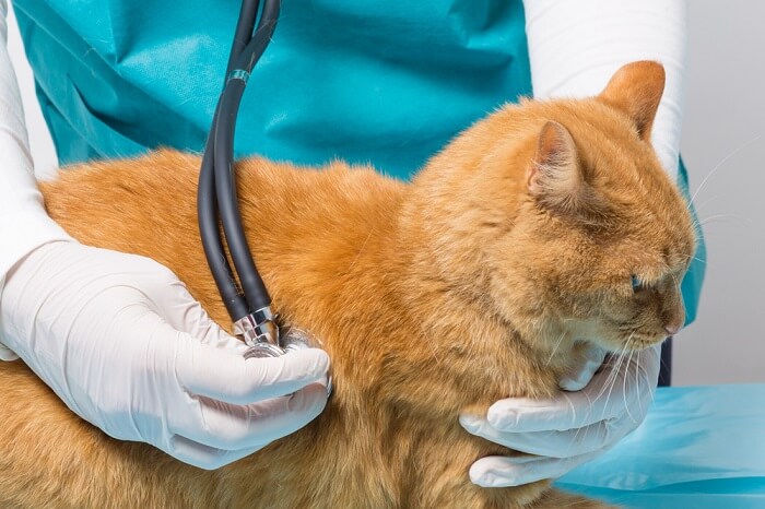 Il cancro ai polmoni nei gatti è una caratteristica