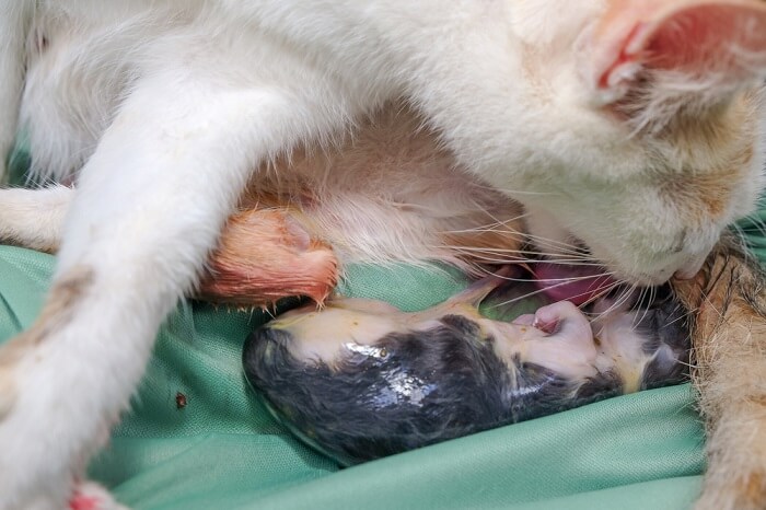 Prendersi cura del gatto dopo la nascita