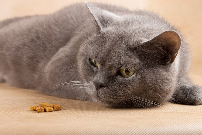 Un gatto grigio è sdraiato accanto al cibo.