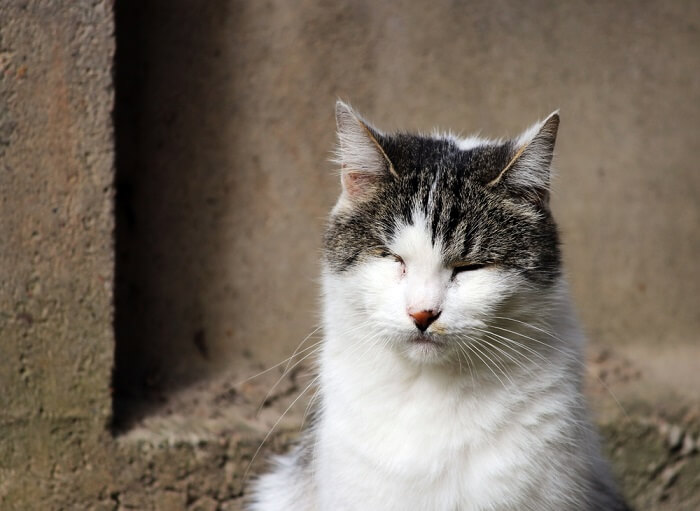 L'immagine fornita sembra mostrare un gatto con l'occhio rosa, noto anche come congiuntivite.