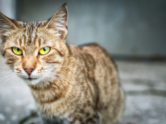 A tabby cat looking at the camera.