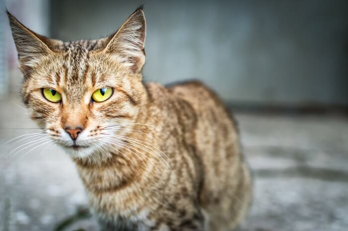 Un gatto soriano che guarda la telecamera.