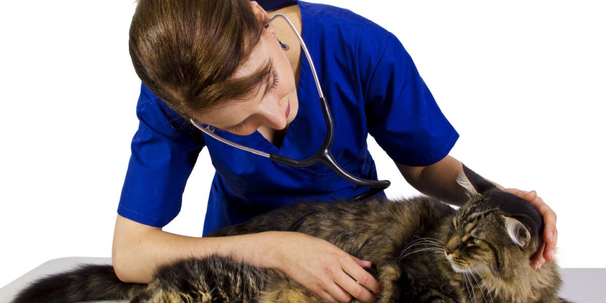 Un'immagine che ritrae un gatto durante una visita dal veterinario