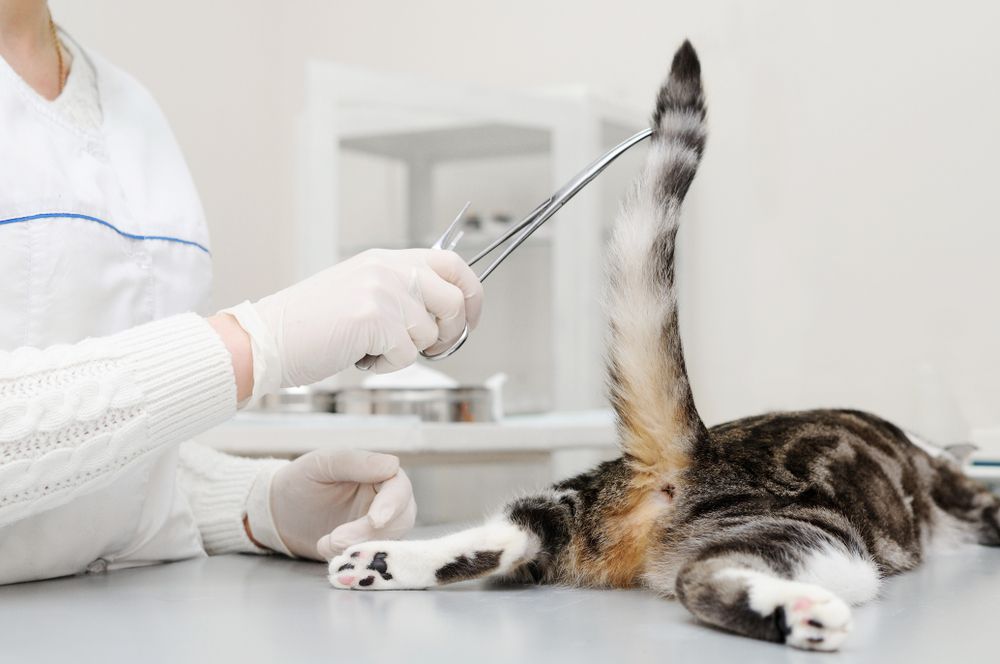 Un veterinario visita un gatto, durante un controllo di routine.