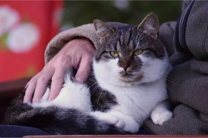 Gatto comodamente seduto sulle ginocchia del suo padrone