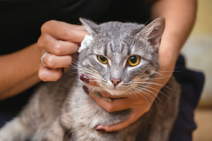 Trattamento delle secrezioni auricolari nei gatti