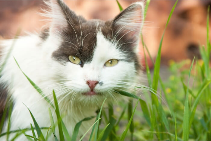 Un adorabile gatto grigio e bianco seduto su un letto di erba gatta verde lussureggiante, guarda curioso la telecamera.