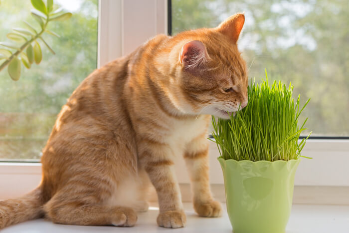 Un giocoso gattino arancione che rotola ed esplora allegramente in mezzo a un fitto letto di erba gatta fresca, dimostrando un'energia sconfinata.