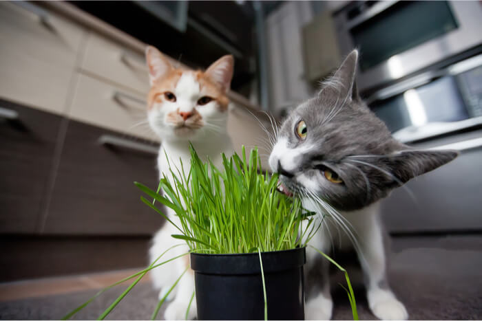 Gatti che mangiano erba