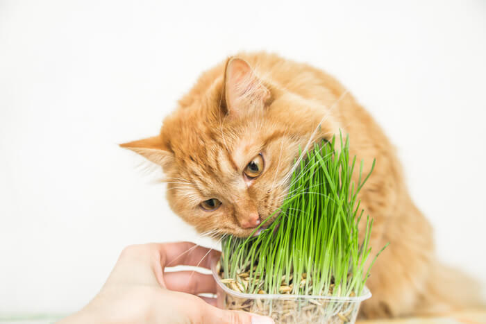 Gatto che mangia erba