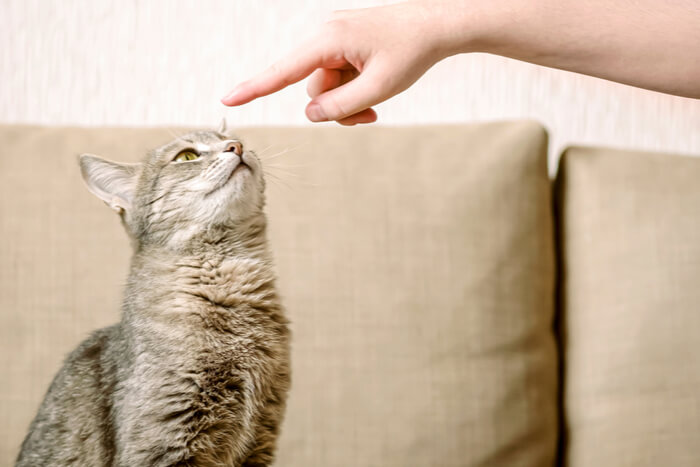 Trucco del gatto che prende di mira il dito