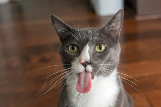 10 Fatti poco noti sulla lingua del tuo gatto