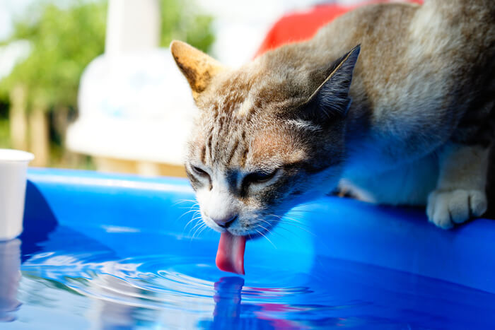 Immagine ravvicinata della lingua di un gatto, che mette in evidenza la consistenza e la struttura uniche che consentono ai gatti di pulirsi e interagire con l'ambiente circostante.