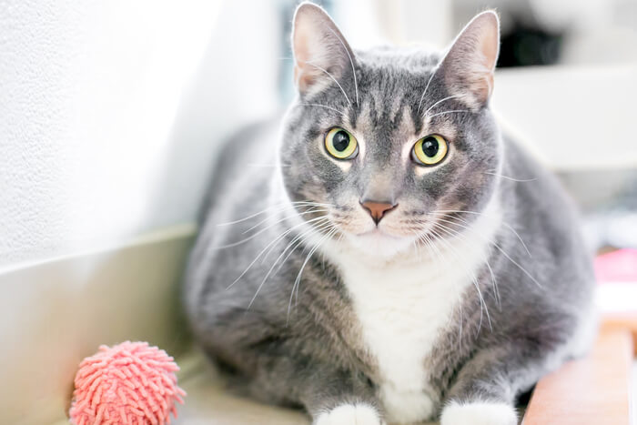 Gatto che stabilisce un contatto visivo con la telecamera, affascinato da un giocattolo per gatti nelle vicinanze