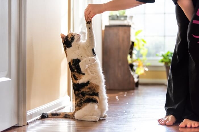 Immagine di un gatto calico che esegue dei numeri.