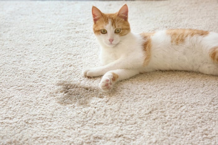 Fotografia ravvicinata di un gatto che riposa comodamente accanto a un tappeto bagnato