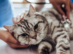 Image of a cat during a blood test at the vet.